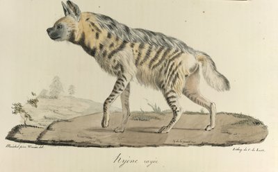 Hiena, una hiena rayada, de Historia natural de los mamíferos (litografia en color) de French School