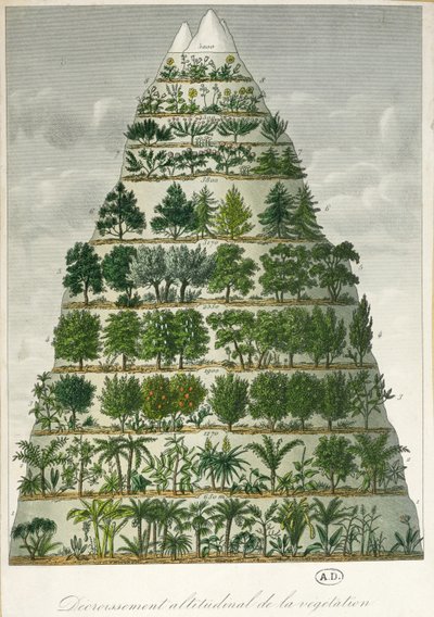 Ilustración de los diferentes tipos de vegetación a diferentes altitudes de French School