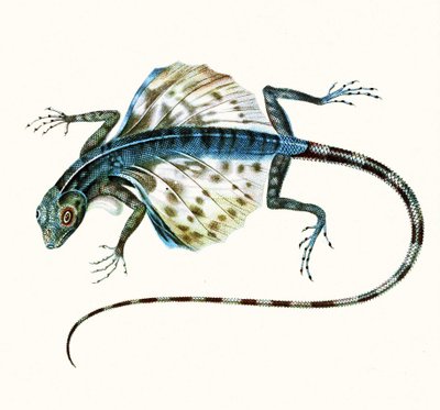 Ilustración del lagarto planeador - Draco Volans, 1831 de French School