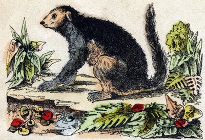 Indri (Lemuriano). Grabado en "Alphabet des animaux sauvages". 9ª Serie. Imaginería de Epinal, Pellerin, impresor-editor, circa 1870. Grabados en madera, estarcidos. 16 páginas. Dim: 20 x 15 cm. Colección privada de French School
