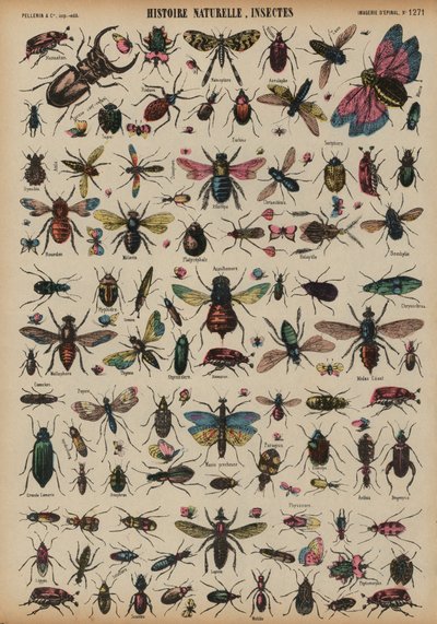 Insectos de French School