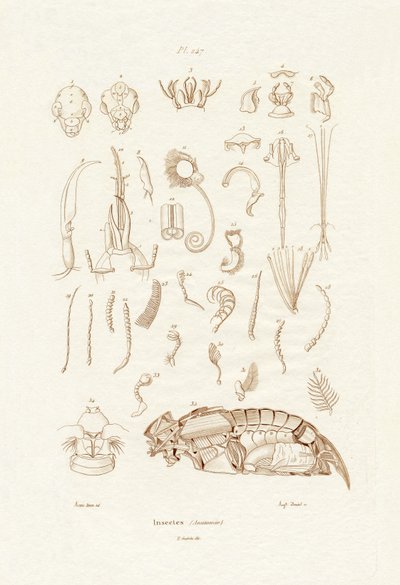 Insectos de French School