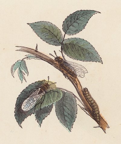 Insectos y oruga en una planta (grabado en color) de French School