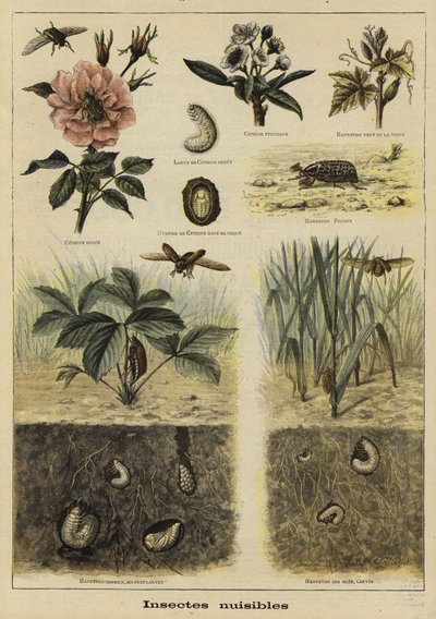 Insectos dañinos para la agricultura de French School