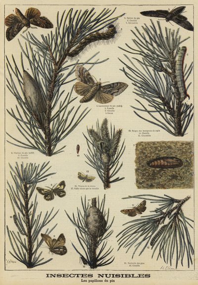 Insectos dañinos para los pinos de French School
