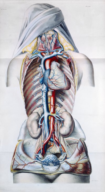 Órganos internos de una mujer, lámina de Recherches Anatomiques, Physiologiques, et Pathologiques sur le System Veineux por Gilbert Breschet (1784-1845) grabado por Engelmann, París, 1829 de French School