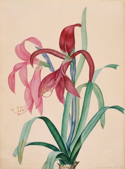Iris, 1812 de French School
