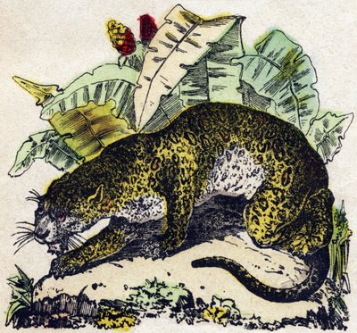 Jaguar. Grabado en "Alfabeto de los animales salvajes". 9ª Serie. Imágenes de Epinal, Pellerin, impresor-editor, circa 1870. Grabados en madera, estarcidos. 16 páginas. Dim: 20 x 15 cm. Colección privada de French School