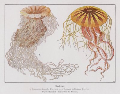 Medusas (litografía en color) de French School