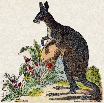 Canguro. Grabado en "Alfabeto de los animales salvajes". 9ª Serie. Imágenes de Epinal, Pellerin, impresor-editor, circa 1870. Grabados en madera, estarcidos. 16 páginas. Dim: 20 x 15 cm. Colección privada de French School