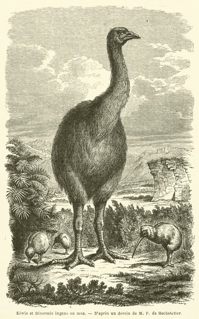 Kiwis y Dinornis ingens o moa (grabado) de French School