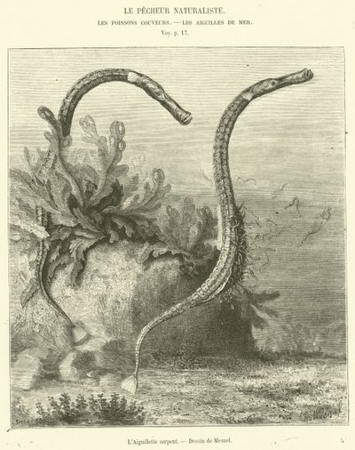 La Aguja serpiente de French School
