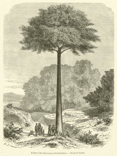 El Árbol de leche, Brosimum galactodendron de French School