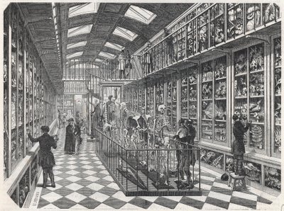 La Escuela de Medicina de París - la galería de anatomía comparada - Grabado en "Tableau-de-Paris" por Edmond Texier 1852 de French School