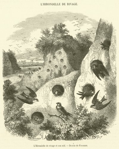 La Golondrina de ribera y su nido de French School