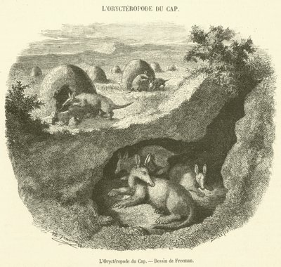 El Orycteropus del Cabo de French School
