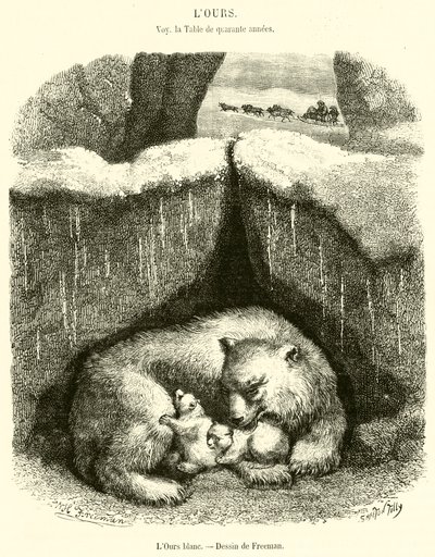El oso blanco de French School