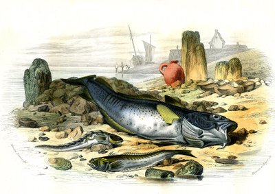 La Blennie Ovipare (Blennius viviparus), en bas la trachine vive et le gad cod - Lámina extraída de Histoire Naturelle de Bernard Germain de Lacepede (1856-1925), edición P.Furme, París. de French School