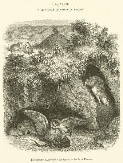 La marmota de América y su madriguera de French School