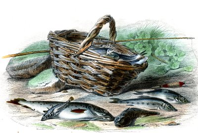 La trucha (Salmo Trutta), le cotte Chabot (Collus Chabraea), l