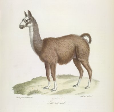 Llama macho, de Historia natural de los mamíferos (litografia en color) de French School