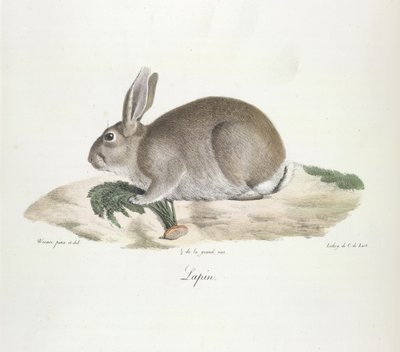 Conejo, conejo, de la historia natural de los mamíferos (litografia en color) de French School