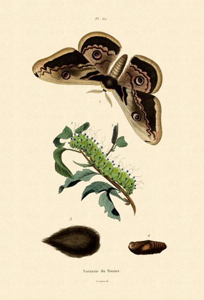 Polilla emperador grande de French School