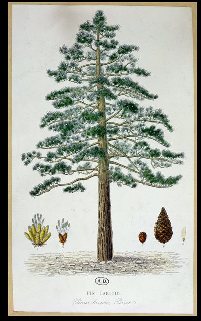 Árbol de pino laricio de French School