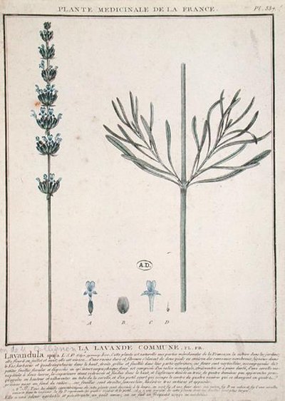 Espiga de Lavanda, lámina de 