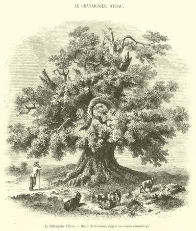 El castaño de Esaú de French School
