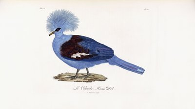 Le Colombi-Hocco macho de French School