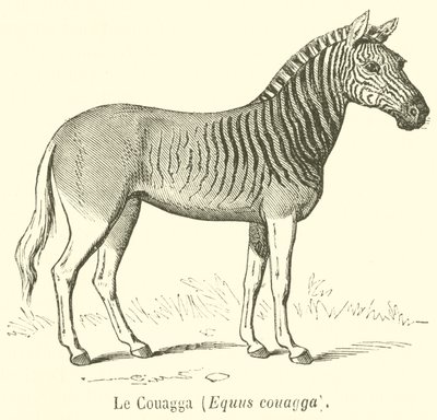 Le Couagga, Equus couagga de French School