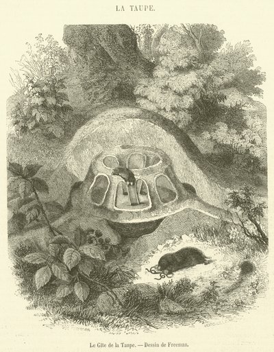El refugio del topo de French School