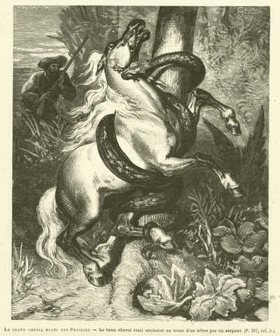 El gran caballo blanco de las praderas de French School