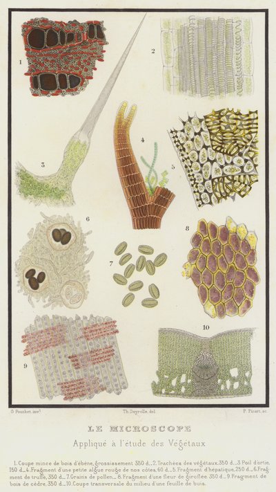 El microscopio, aplicado al estudio de los vegetales de French School