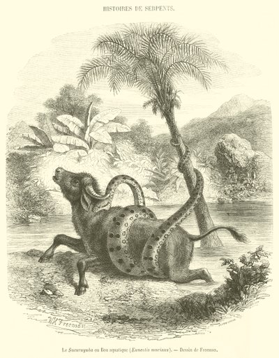El Sucuruyuba o Boa acuática, Eunectis murinus de French School