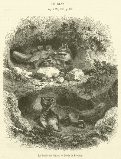La Madriguera del Zorro de French School