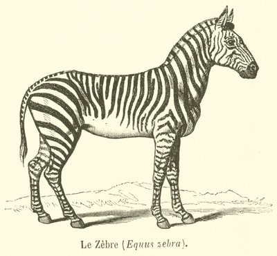 La cebra, Equus zebra de French School