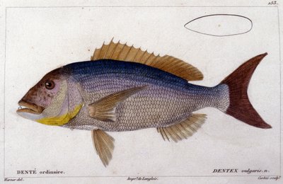 Dentex de "Histoire naturelle des poissons" de Cuvier, Valenciennes, París de French School