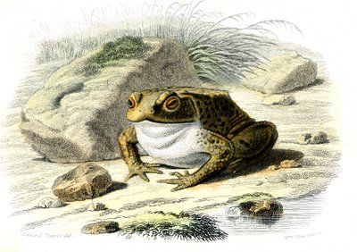 Le toad (Bufo vulgaris) - Lámina de Historia Natural de Bernard Germain de Lacepede (1856-1925), edición P.Furme, París de French School