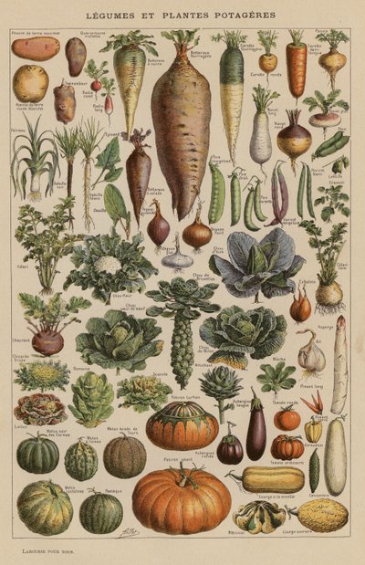 Verduras y hortalizas (litografía en color) de French School