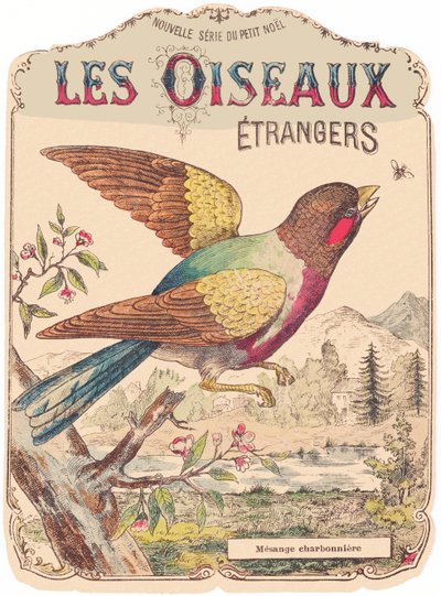 Les Oiseaux Étrangers: portada del álbum. Charbonnière mesange. finales del siglo XIX (grabado) de French School