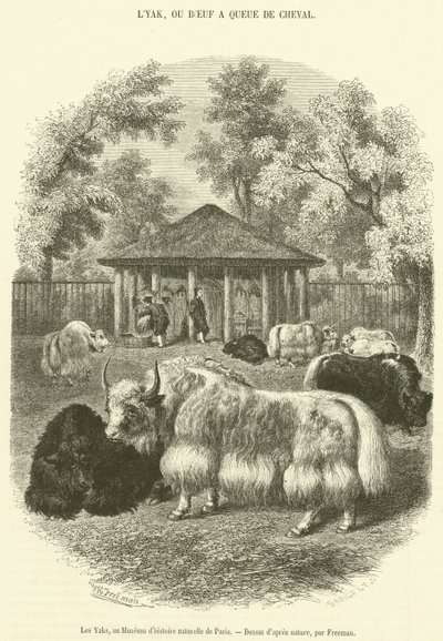 Los yaks, en el Museo de Historia Natural de París de French School