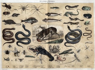 Les animaux nuisibles. Grabado de 1860 en “les Recreations instructives” Pintura sinóptica de Jules DELBRUCK. Colección privada. de French School