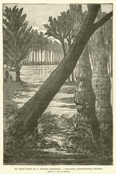 Los árboles gigantes del período carbonífero de French School