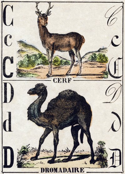 Letra C Ciervo; D Dromedario. Grabado en “Alfabeto de animales salvajes”. 9ª Serie. Imágenes de Epinal, Pellerin, impresor-editor, circa 1870. Colección privada. de French School