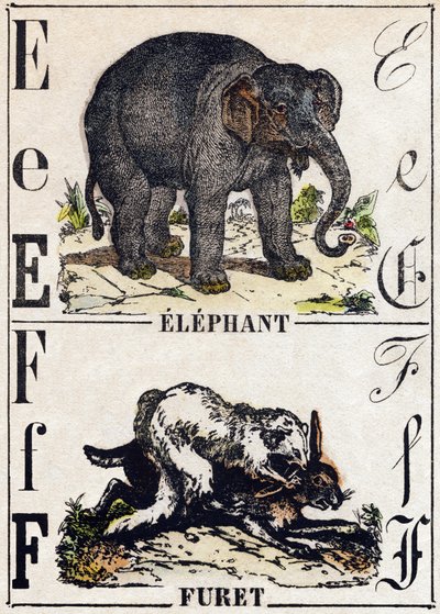 Letra E Elefante; F Hurón. Grabado en “Alfabeto de animales salvajes”. 9ª Serie. Imágenes de Epinal, Pellerin, impresor-editor, circa 1870. Colección privada. de French School