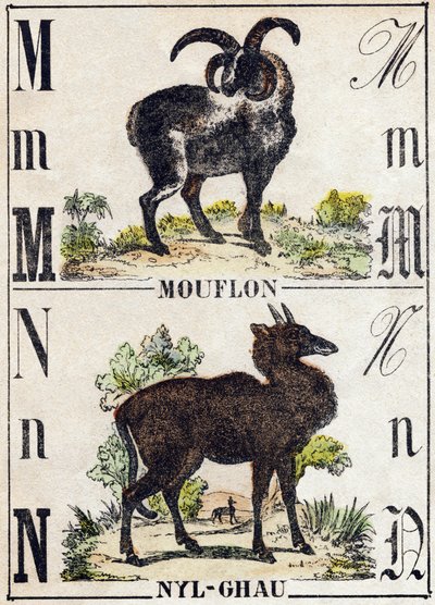 Letra M Muflón; N Nyl-ghau (Nyl ghau). Grabado en "Alfabeto de los animales salvajes". 9ª Serie. Imágenes de Epinal, Pellerin, impresor-editor, circa 1870. Grabados en madera, estarcidos. 16 páginas. Dim: 20 x 15 cm. Colección privada de French School