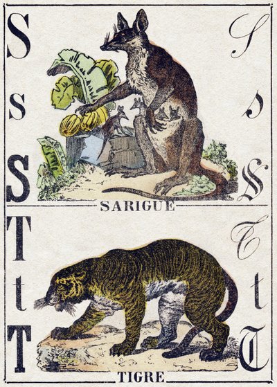 Letra S Sarigüeya; T Tigre. Grabado en "Alfabeto de los animales salvajes". 9ª Serie. Imágenes de Epinal, Pellerin, impresor-editor, circa 1870. Grabados en madera, estarcidos. 16 páginas. Dim: 20 x 15 cm. Colección privada de French School