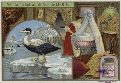 Tarjeta Liebig con un eider de French School